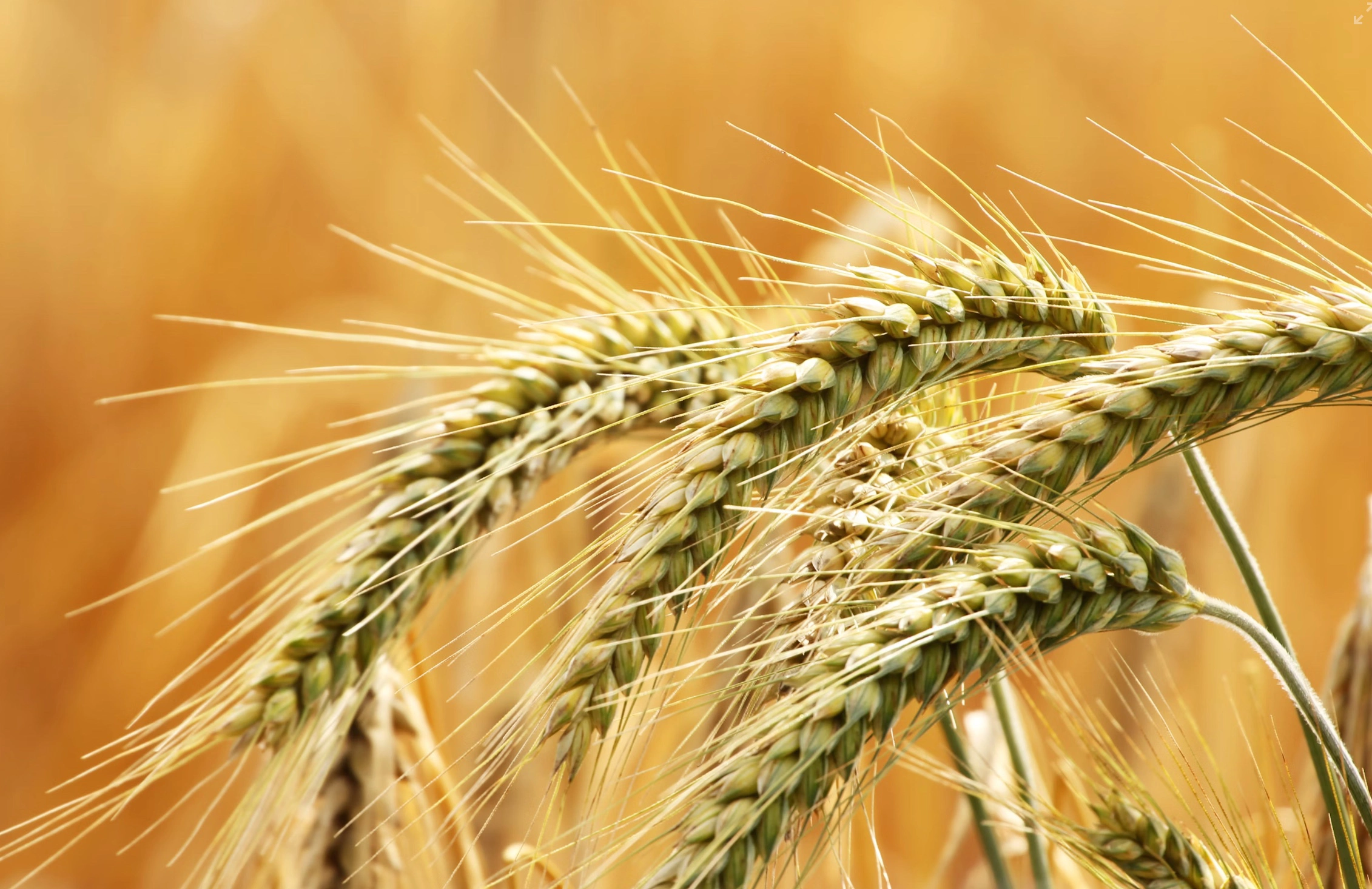 볶은 보리차 끓이는법