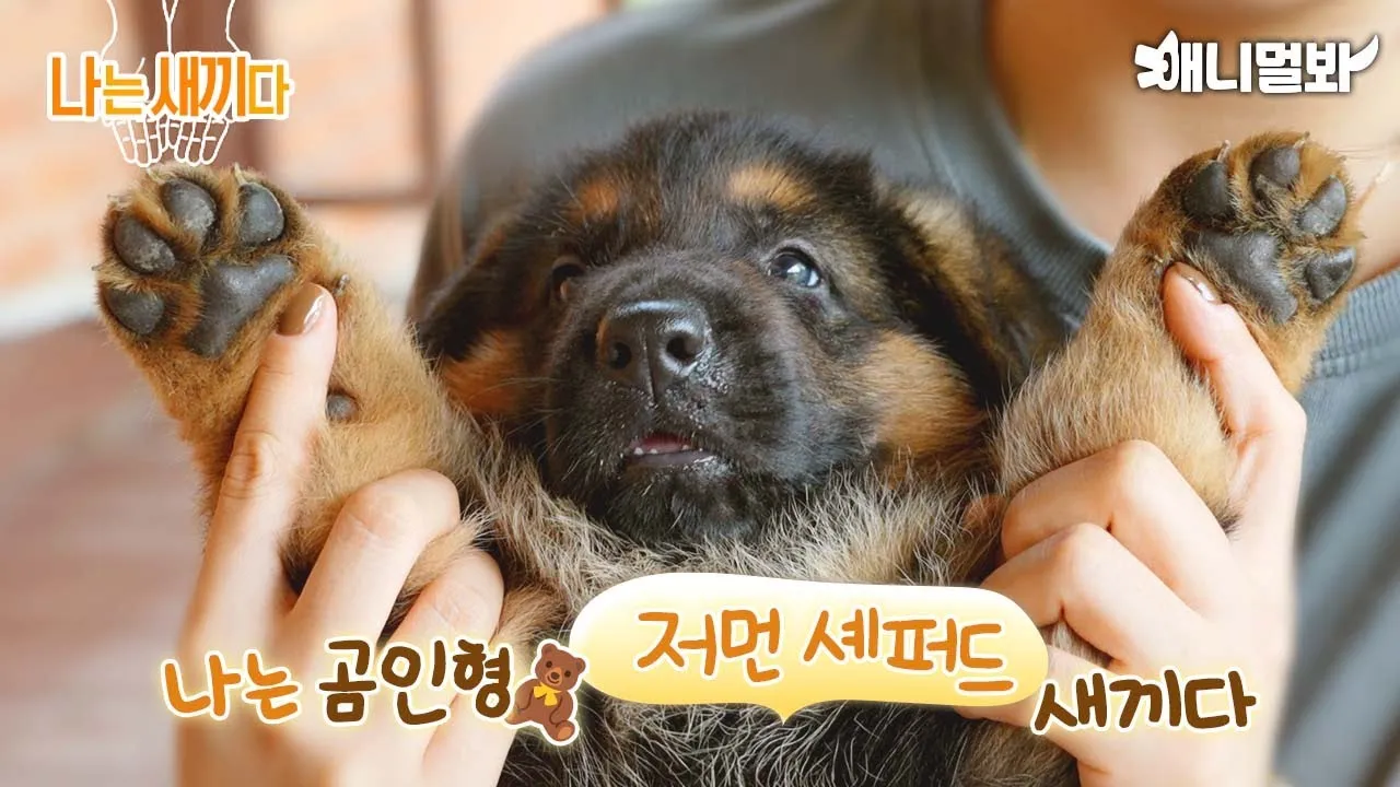 저먼 셰퍼드 성격 분양 공격성 수명 몸무게_1