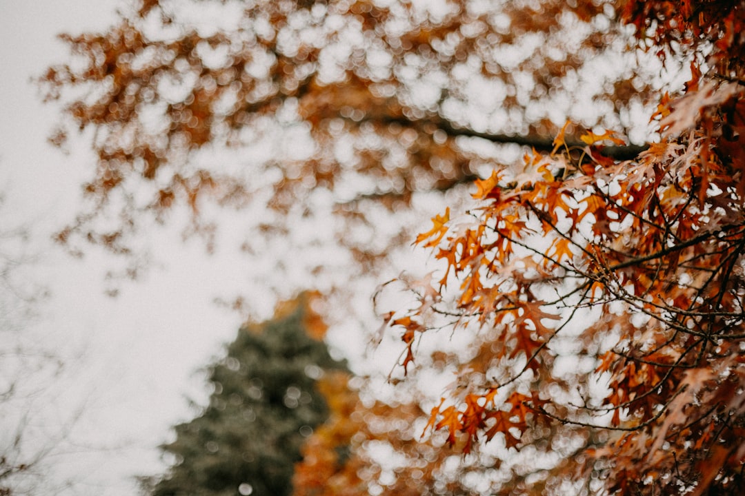 Seasonal