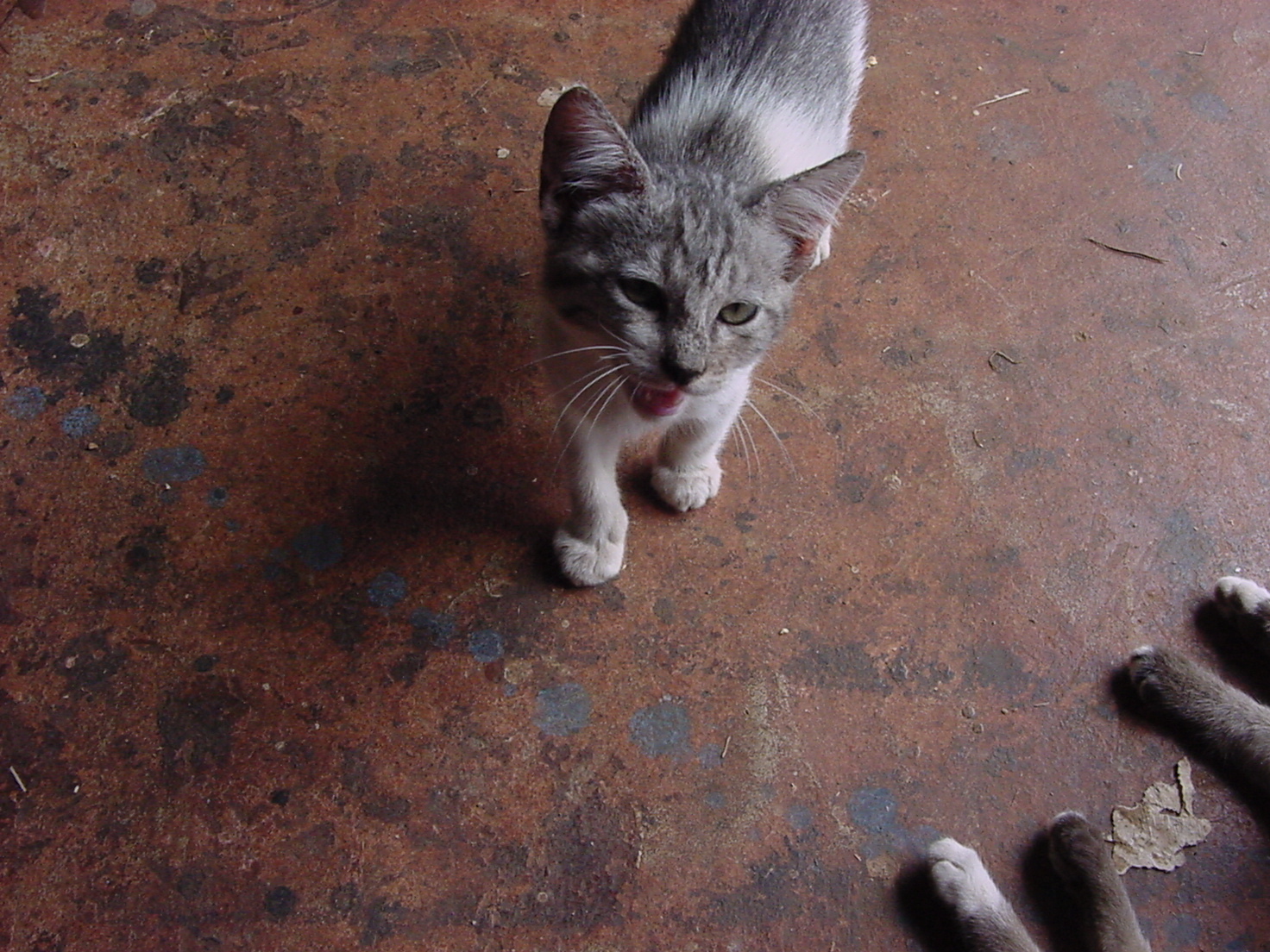 귀여운 고양이 사진