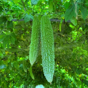 여주 가볼만한곳 베스트10 완벽 관광 가이드_15