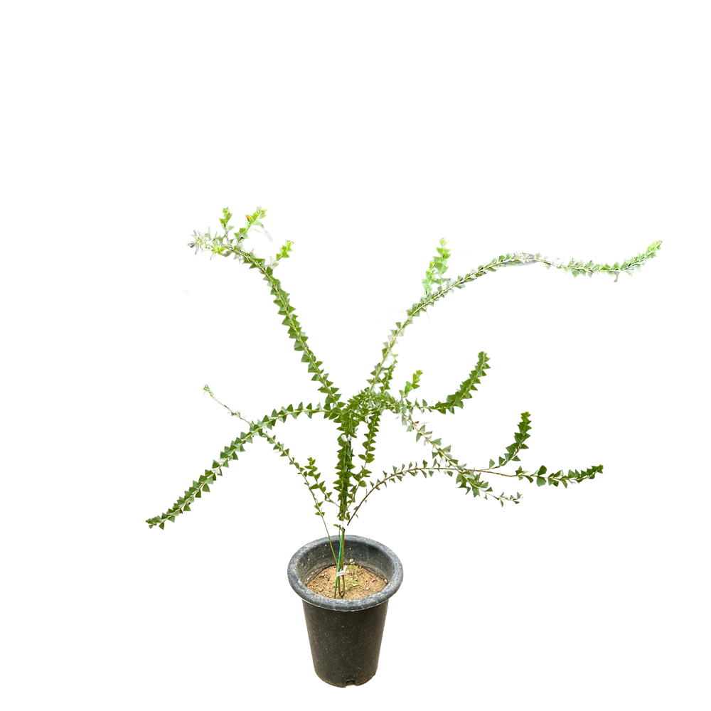 삼각잎 아카시아 키우기