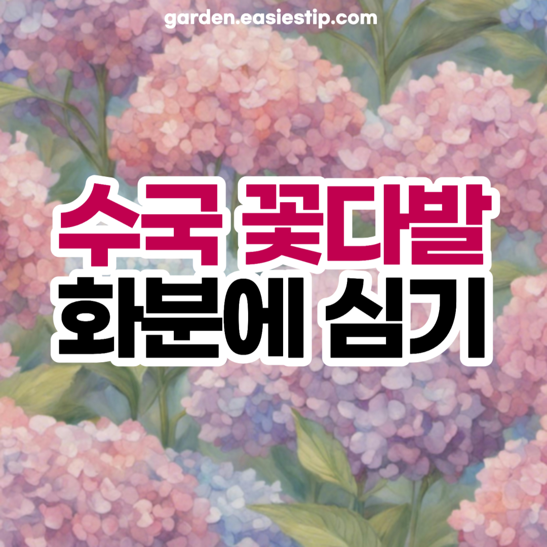 수국 꽃다발 화분에 심기