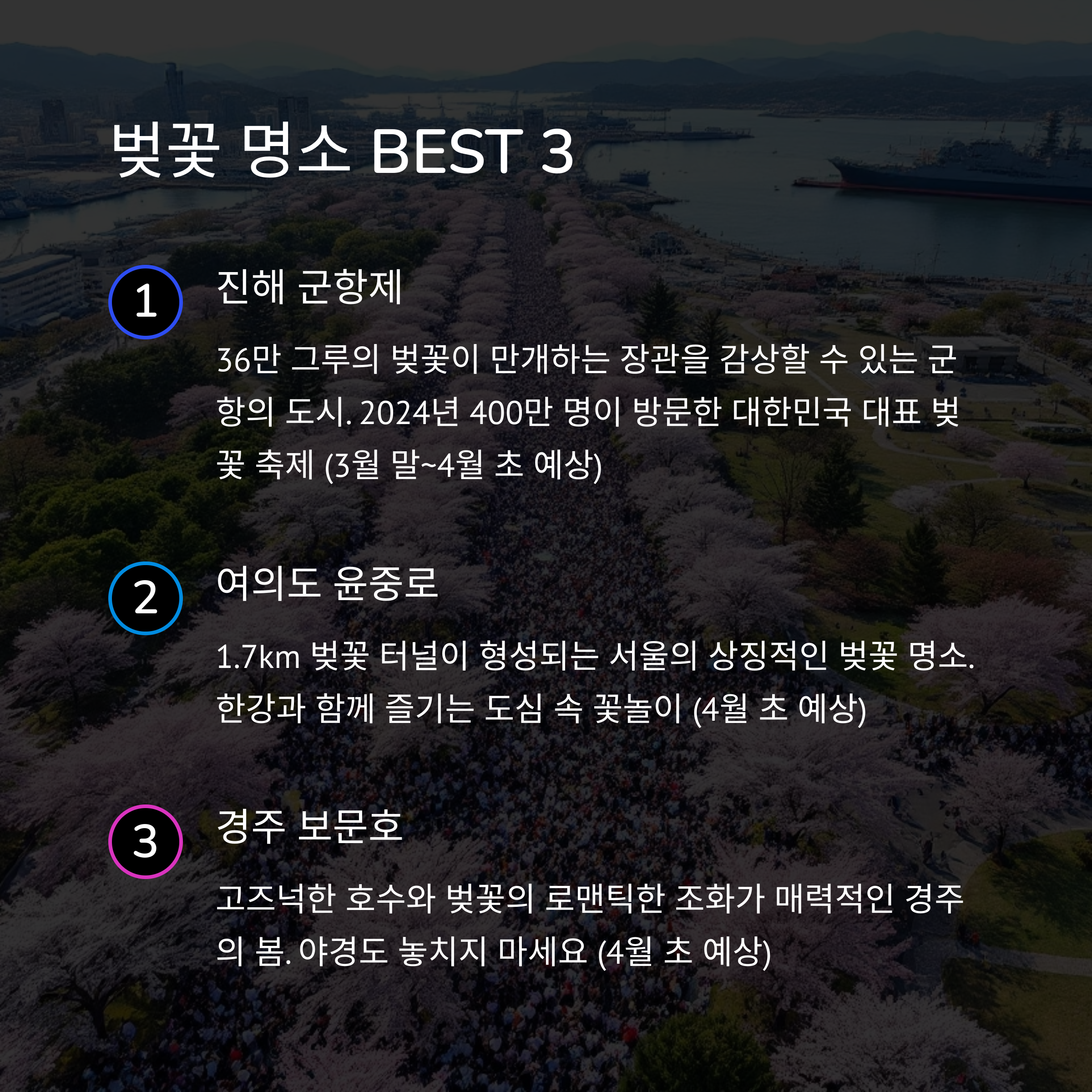 전국 봄꽃 여행지 총정리: 벚꽃부터 유채꽃까지