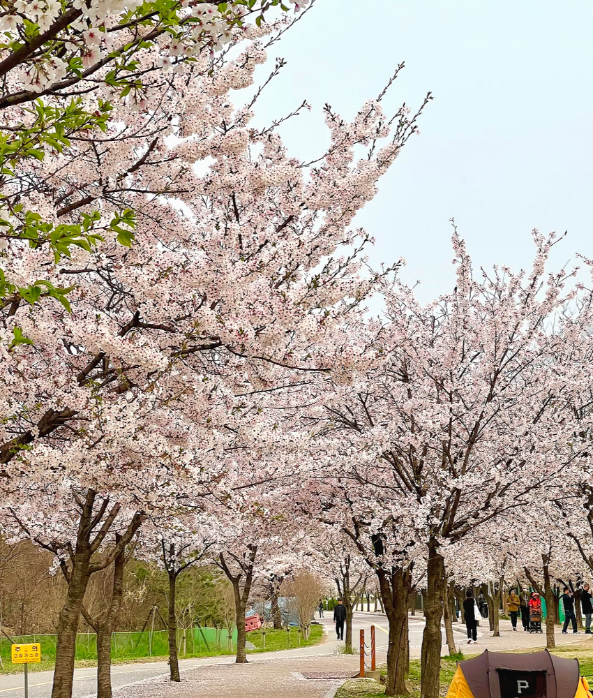 망원동 숨겨진 벚꽃 명소2-1