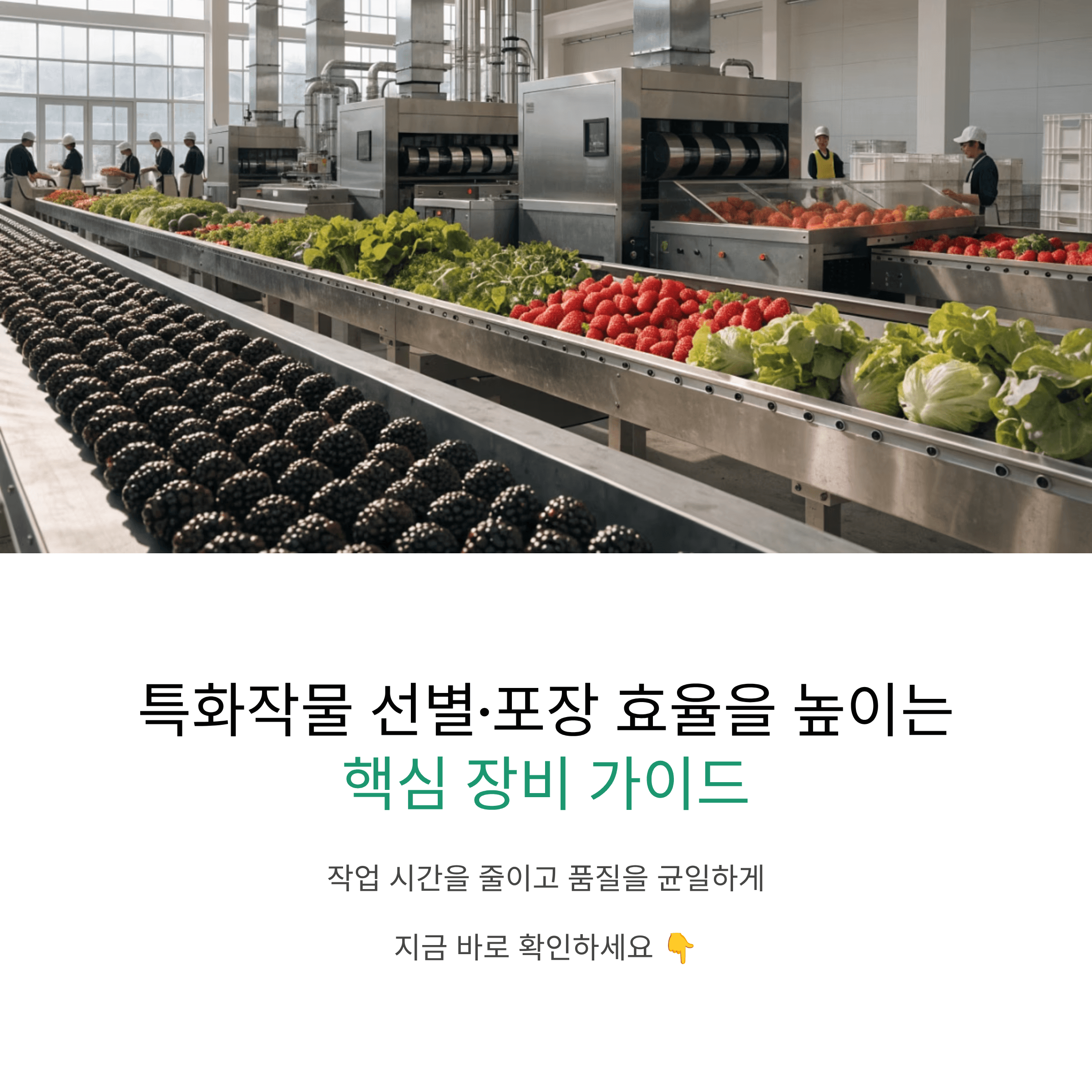 특화작물 선별 포장 작업 시간을 줄이고 품질을 높이는 핵심 장비 정리