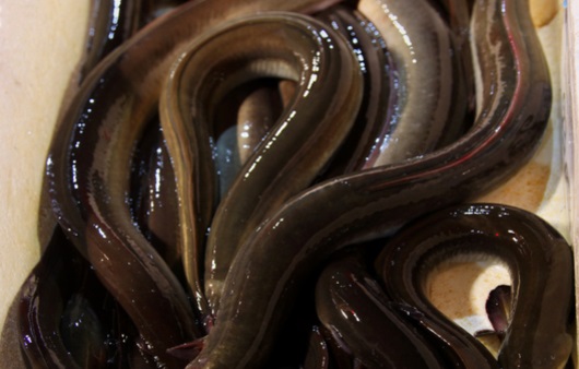 Eel 8