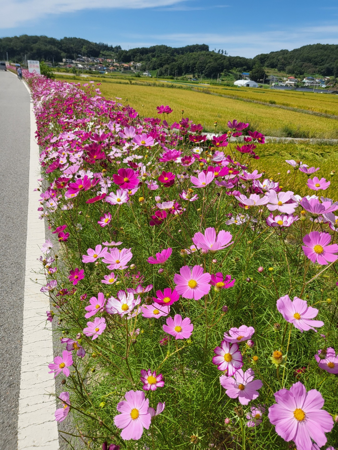 가덕 코스모스 (청주 코스모스길)