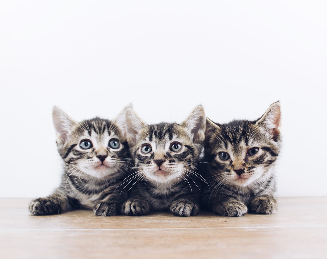 Kitten