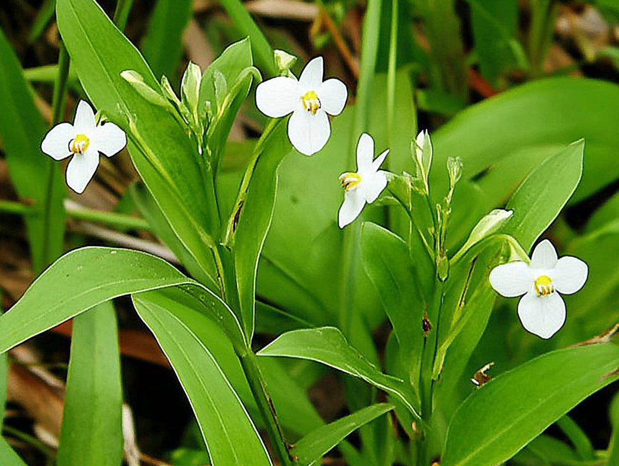 10월 22일 탄생화