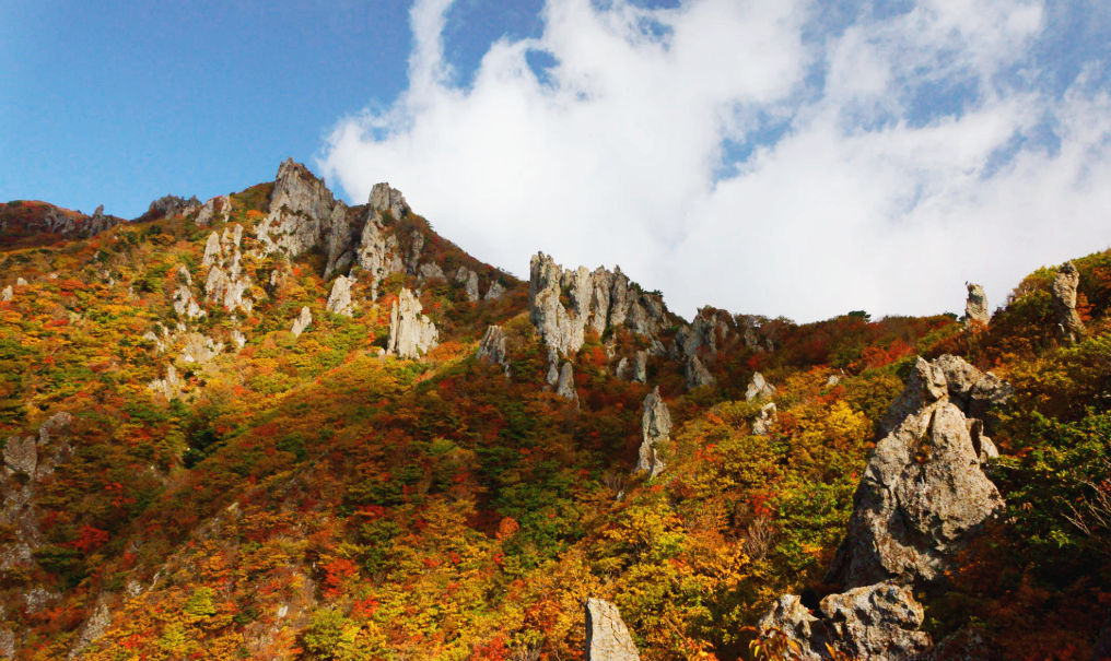 한라산 단풍