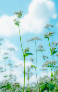 제주 보롬왓 메밀축제