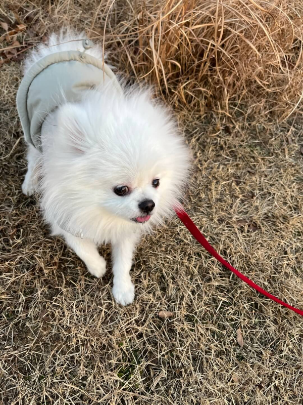 포메라니안_꾸마