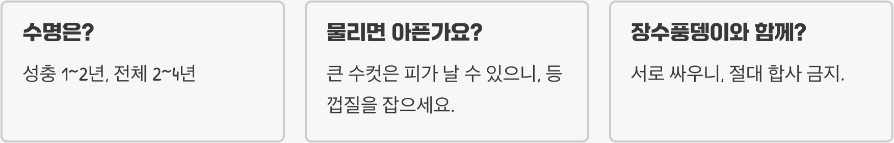 넓적사슴벌레 키우기 방법부터 먹이, 사육장 세팅까지 완벽 가이드