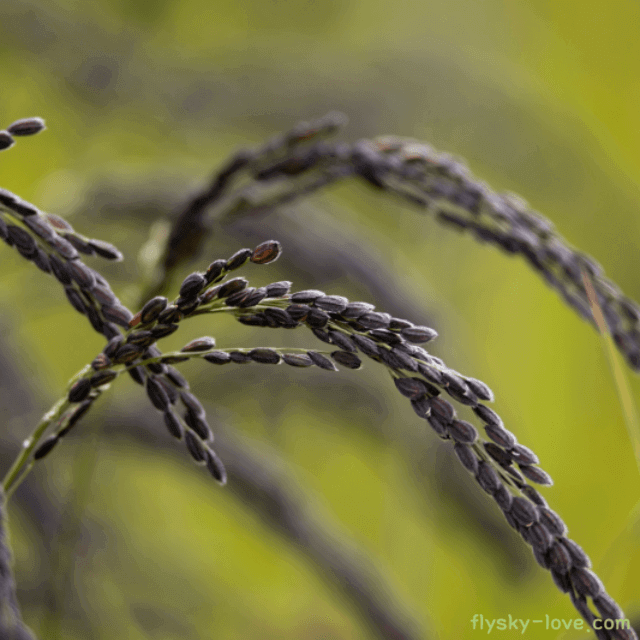 검은쌀 흑미 찰흑미 특징