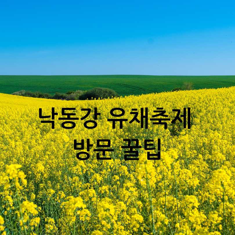 2025년 창녕 낙동강 유채축제