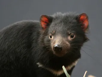 태즈메이니아 데빌 특징 매력 성격_22