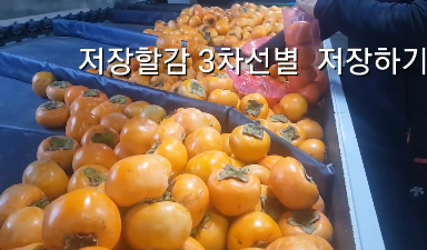 자연애단감