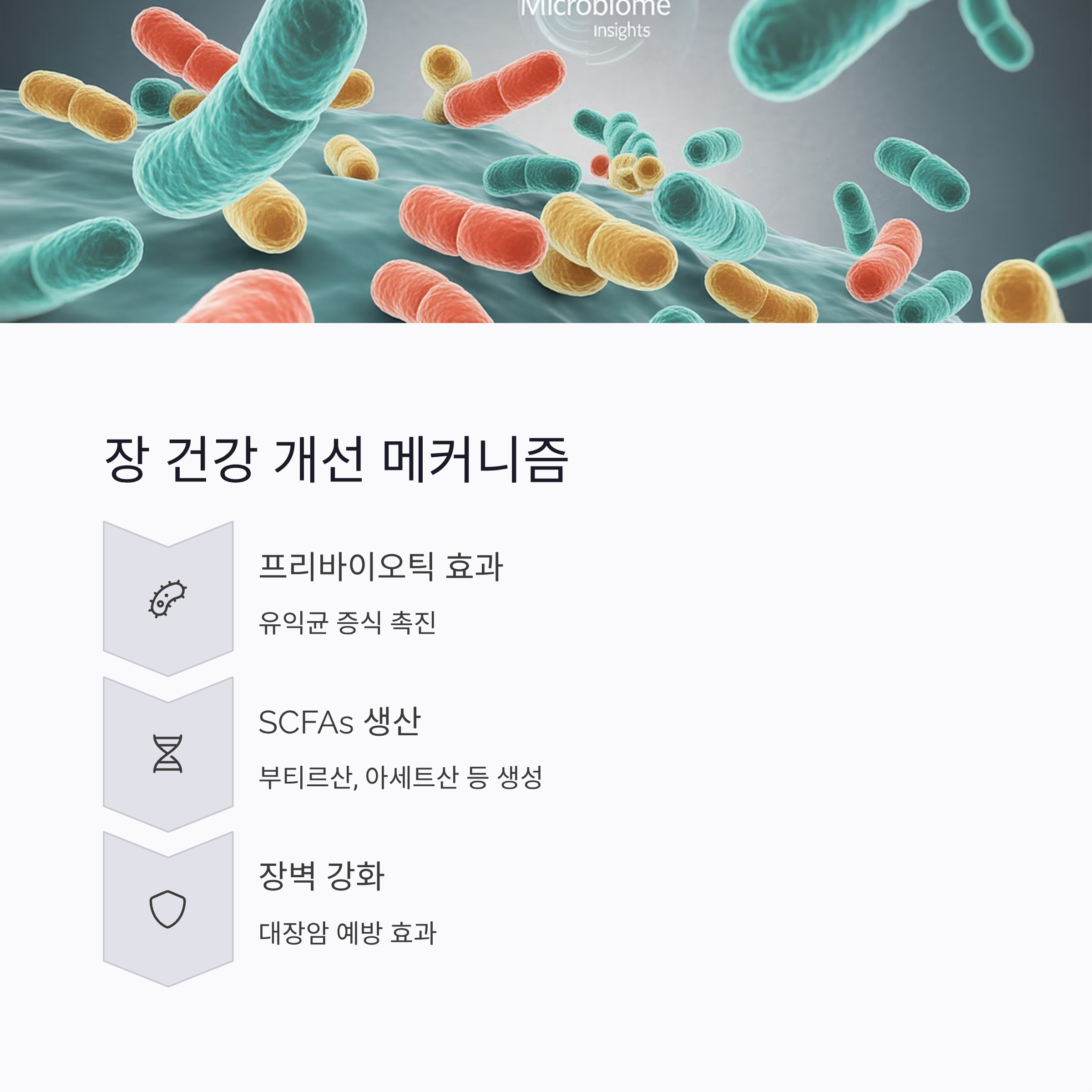 장 건강 개선 매커니즘