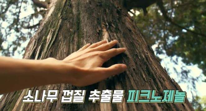 피크노제놀 효능