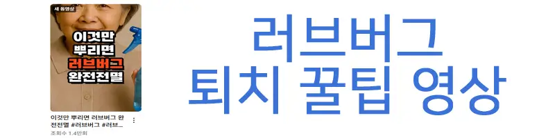 러브버그 퇴치법 꿀팁 동영상 보러 가기 링크 사진