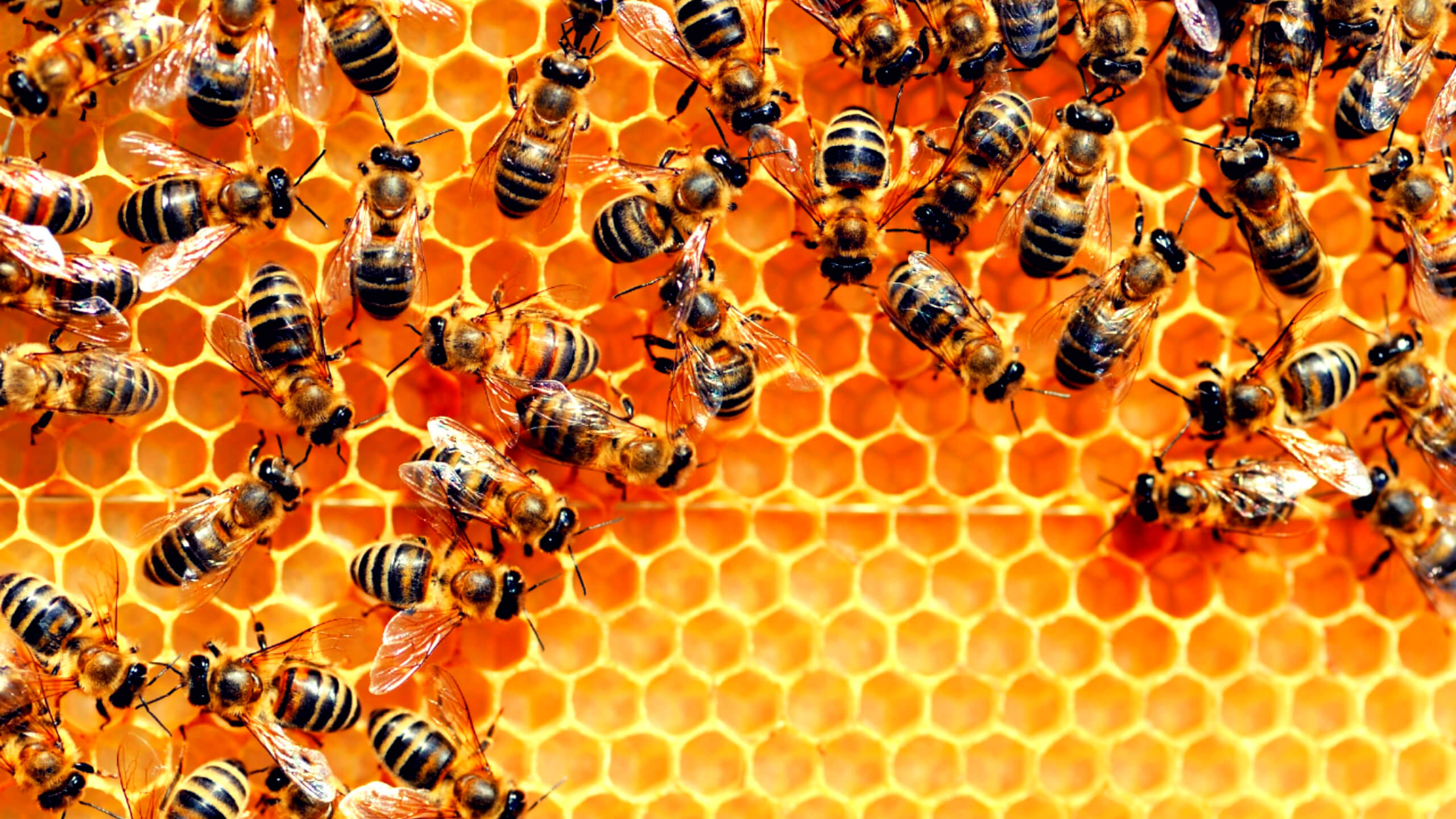 면역력 강화 효능이 있는 프로폴리스