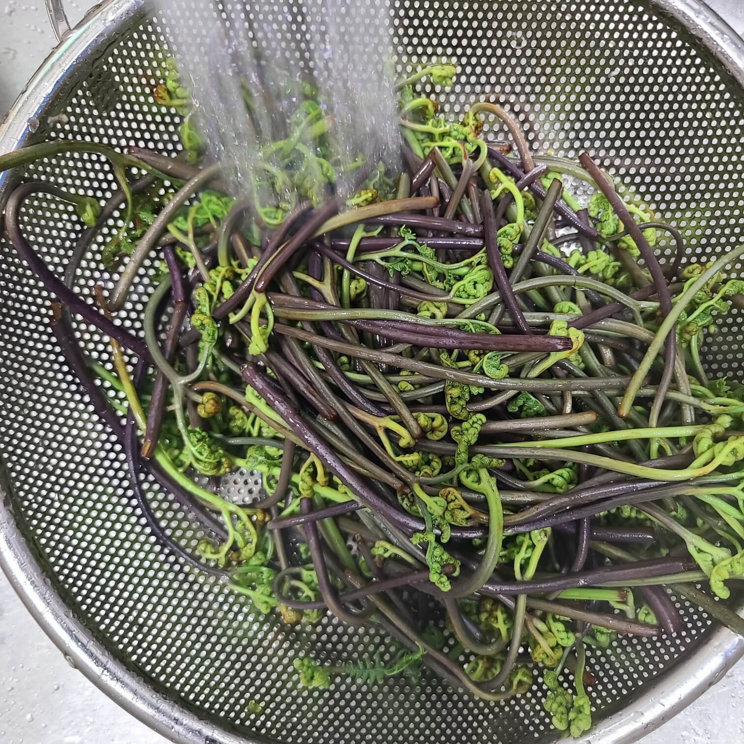 말린 고사리 독성제거