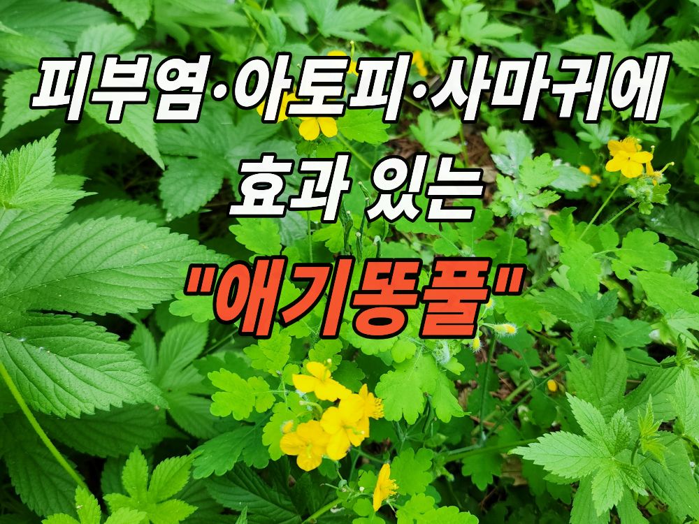 근처 산에서 본 애기똥풀