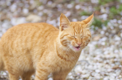 재채기하는 고양이 사진.