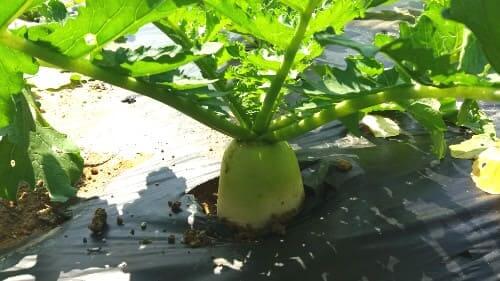 가을-김장무-재배-수확시기-웃거름주기-방법