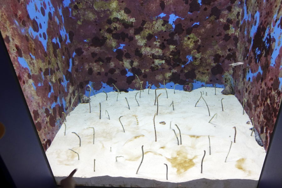 오키나와 츄라우미 수족관 해양생물들