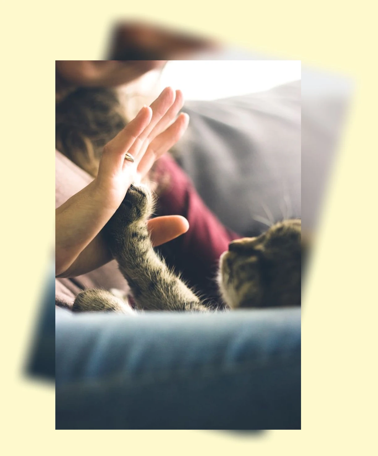 반려동물 공간 분리_2_subsection