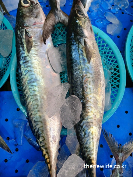 얼음 위에 놓인 마른비만 예방음식 생고등어 두 마리 실물 사진