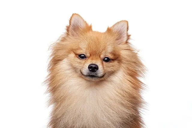 포메라니안 가격 성격 털빠짐 수명 미용_5