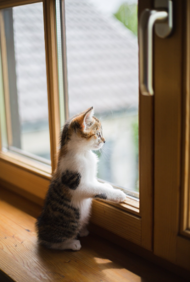 창밖을보는고양이