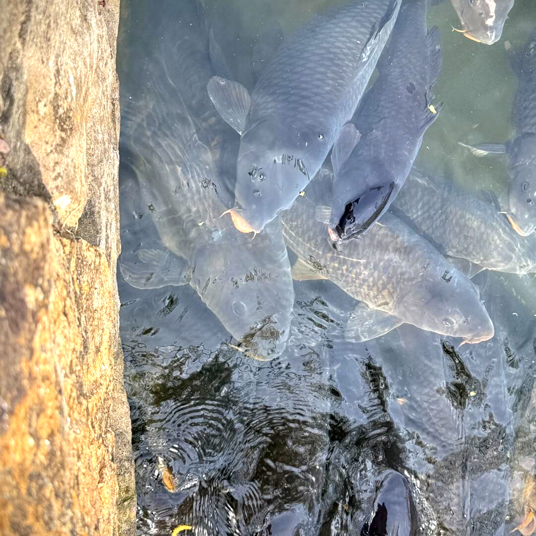 남원 광한루 잉어 먹이주기 대형 잉어 모습