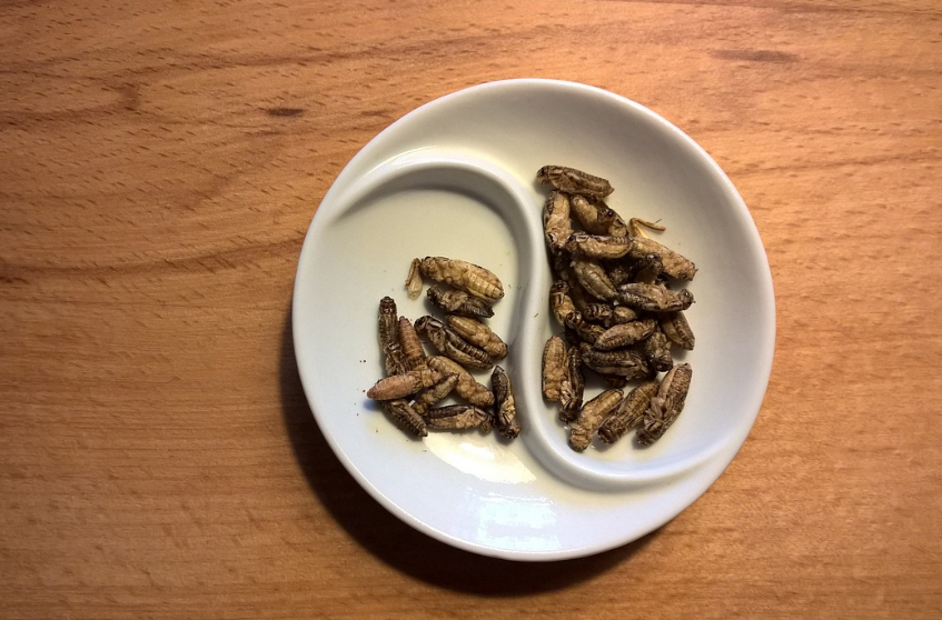 미래의 단백질 시장을 선도하는 스타트업들