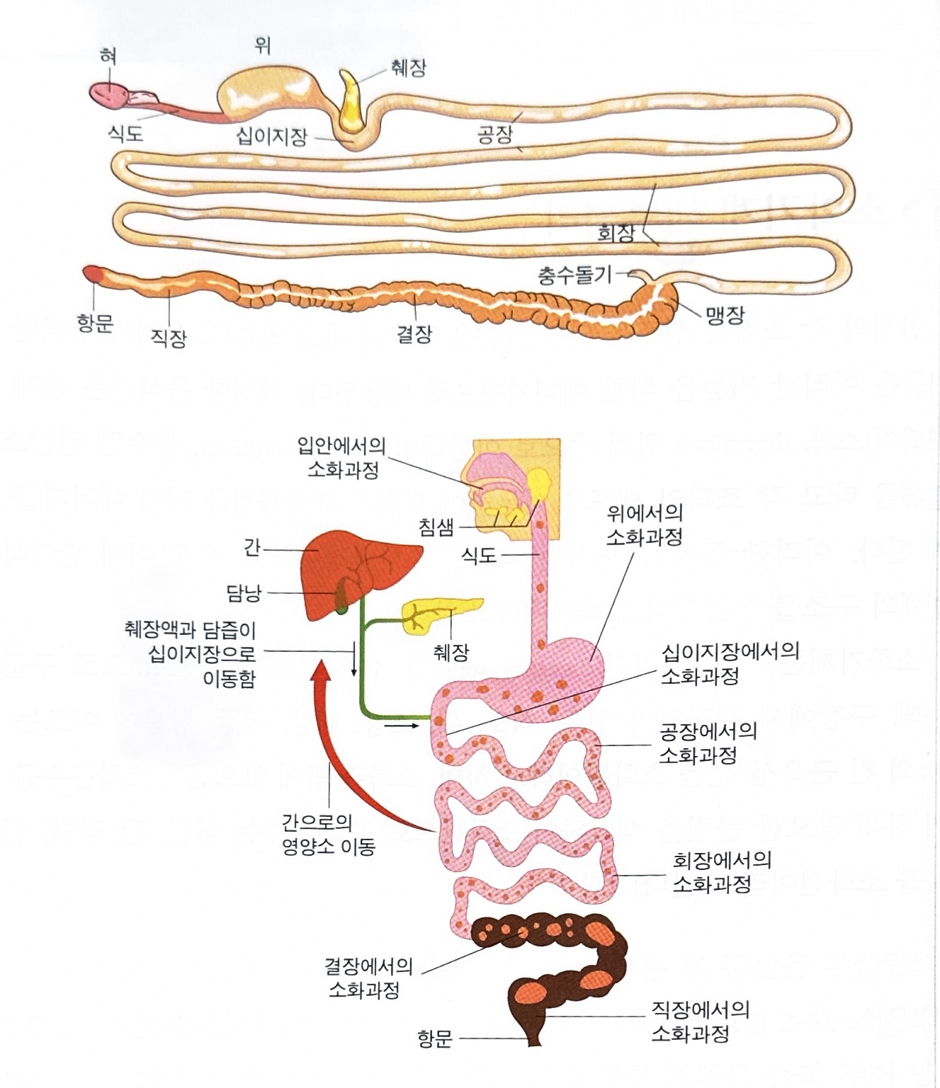 소화기계 해부생리
