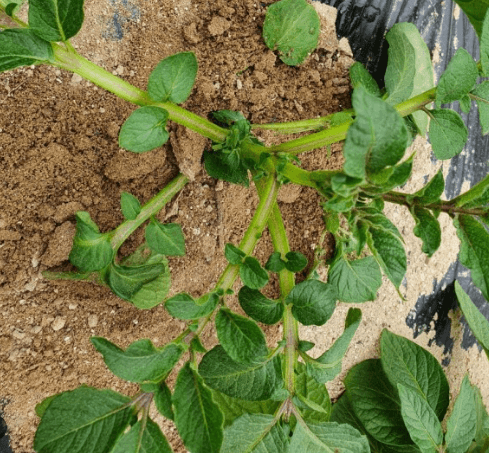 봄 감자 심는 시기 십는 방법 (재배 법) 및 수확 시기 알아보기