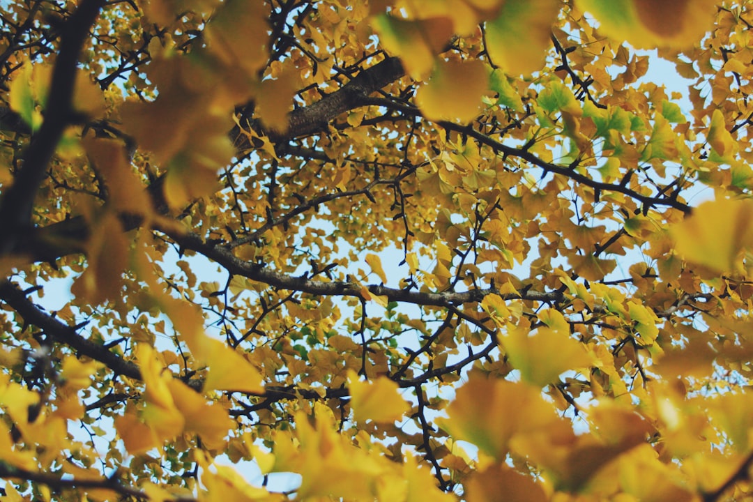 Ginkgo