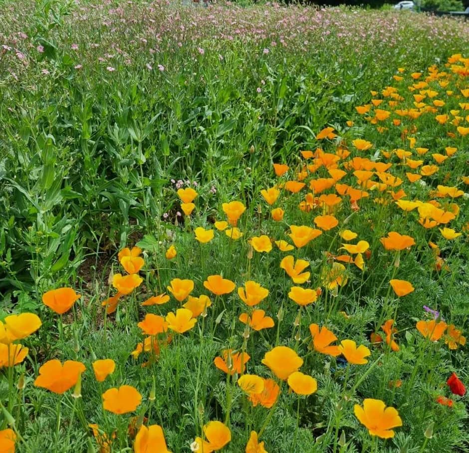 원주 용수골 양귀비꽃