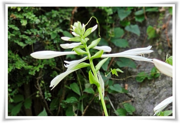 정원 "옥잠화 키우기" 초록빛 힐링을 선사하는 마법 같은 꽃!