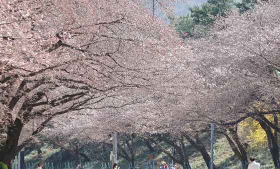 과천 벚꽃