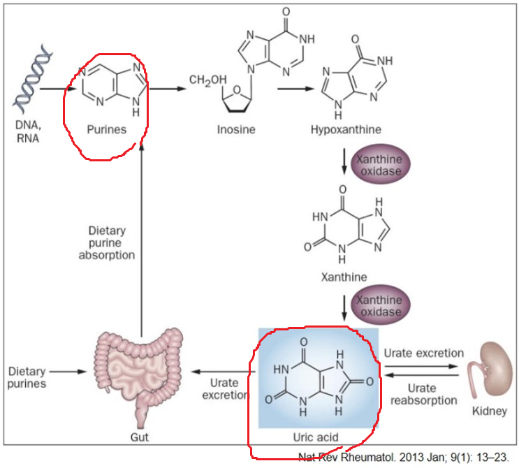 Purine&#44; Uric acid 대사과정
