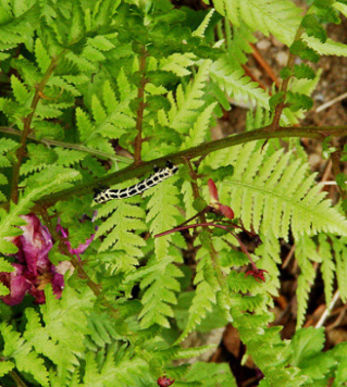 고사리 효능과 부작용 고르는법 칼로리