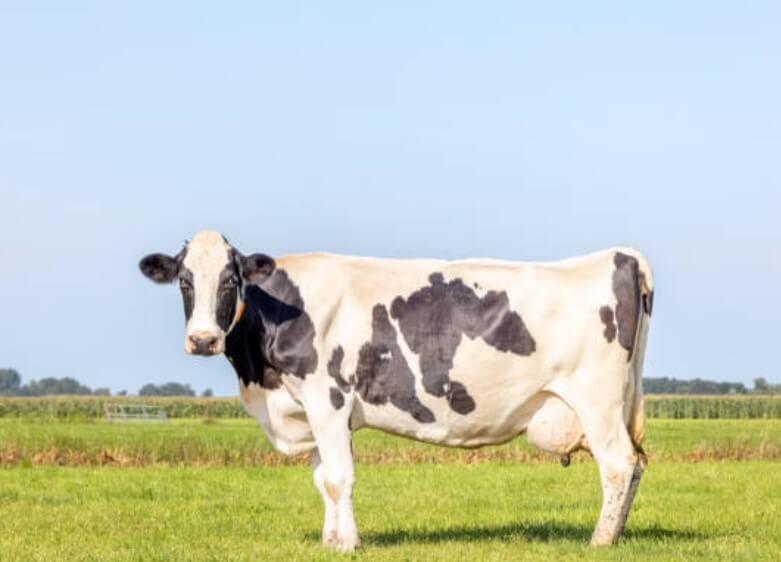 소띠와잘맞는띠뱀띠 소띠와뱀띠궁합