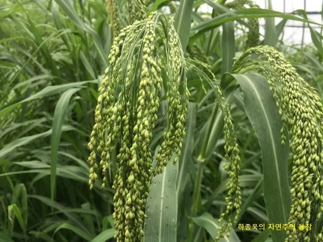 기장 재배 건조 토양 적합 파종 방법 탈곡 요령_4