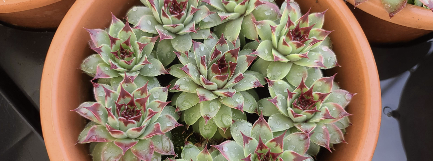 다육이 키우는 법2