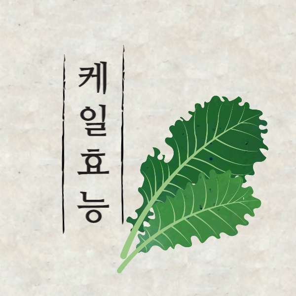 케일 효능 : 케일 효능 알고 드세요!