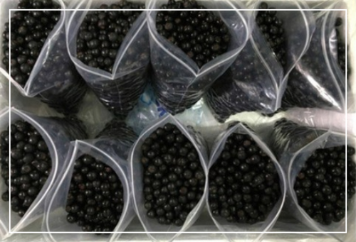 아사이베리의 효능